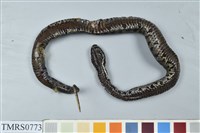 藏品(菊池氏龜殼花)的圖片